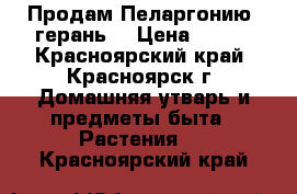 Продам Пеларгонию( герань) › Цена ­ 100 - Красноярский край, Красноярск г. Домашняя утварь и предметы быта » Растения   . Красноярский край